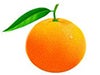 Orange fruit